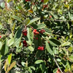 Late cotoneaster thumbnail 4