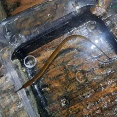 Kelp Pipefish thumbnail 4