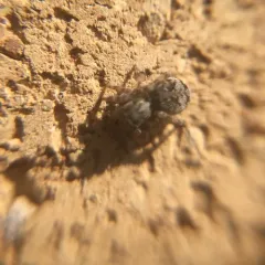 Asiatic Wall Jumping Spider thumbnail 3