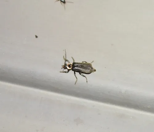 Neglected Soldier Beetle