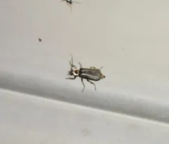Neglected Soldier Beetle thumbnail 1