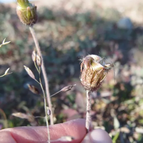 Entireleaf Mountain-Avens