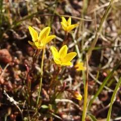 Marsh Saxifrage thumbnail 3
