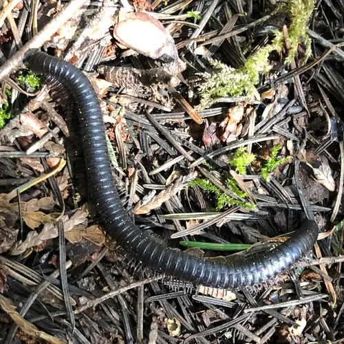 Californiulus euphanus