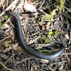 Californiulus euphanus thumbnail 1