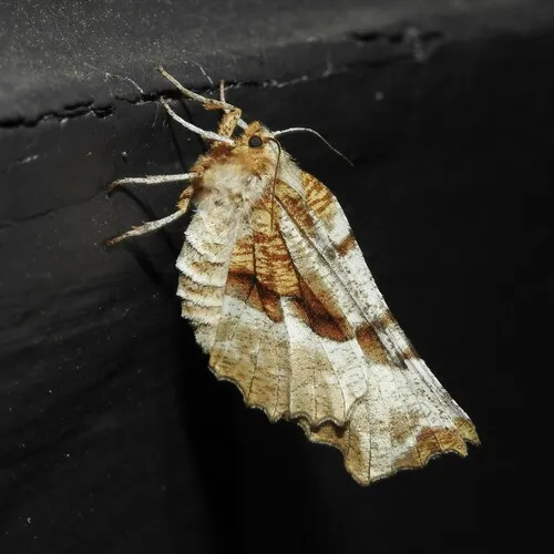 Kent's Geometer Moth