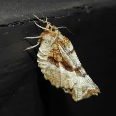 Kent's Geometer Moth thumbnail 1