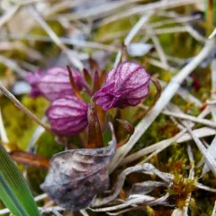 Apetalous Catchfly thumbnail 1