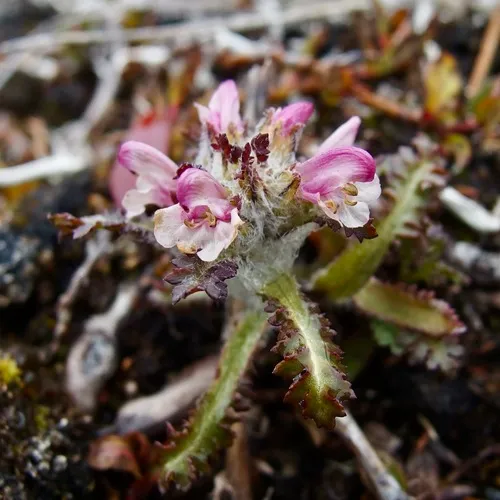 Hairy Lousewort