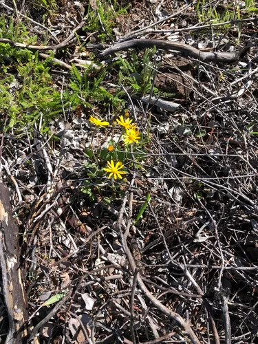 serpentine groundsel