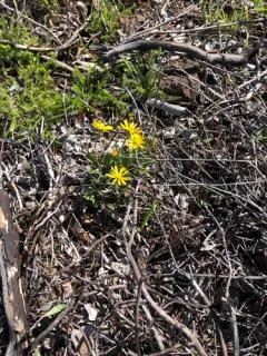 serpentine groundsel thumbnail 1
