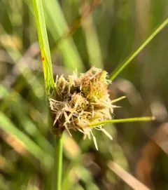 one-sided sedge thumbnail 2