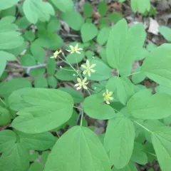 blue cohosh thumbnail 2
