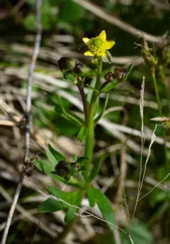 rock buttercup thumbnail 3