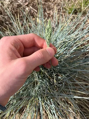 Blue Fescue