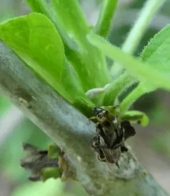 Strawberry Rootworm thumbnail 3