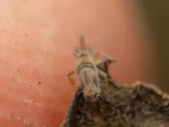 Entomobrya washingtonia thumbnail 3