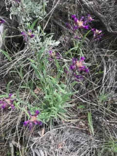 Elegant Rockcress thumbnail 4
