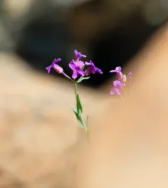 Brewer's rockcress thumbnail 4