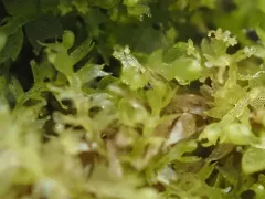 Lesser Crestwort thumbnail 3
