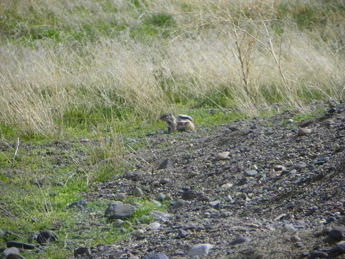 White-tailed Antelope Squirrel