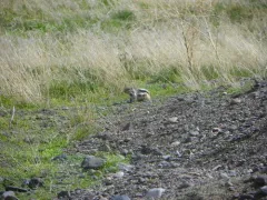 White-tailed Antelope Squirrel thumbnail 1