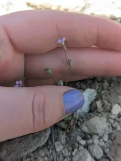 shy gilia thumbnail 3