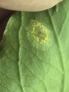 Uromyces halstedii thumbnail 3