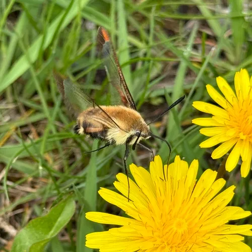 Diervilla Clearwing