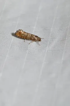 Red Pine Tip Moth thumbnail 1
