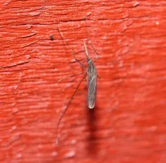 Walker's Anopheles thumbnail 2