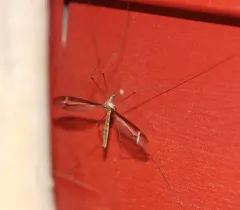 Tipula tricolor thumbnail 2