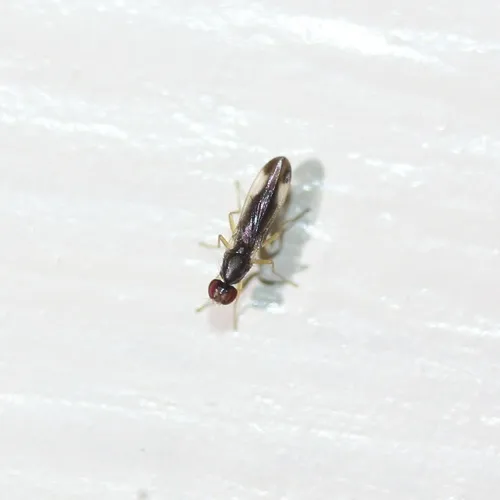 Arganthomyza vittipennis