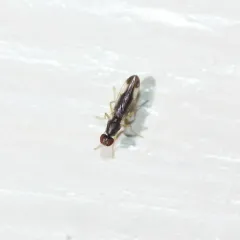 Arganthomyza vittipennis thumbnail 1
