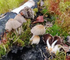 Coprinellus bipellis thumbnail 3