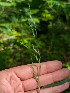 Wood Millet thumbnail 2