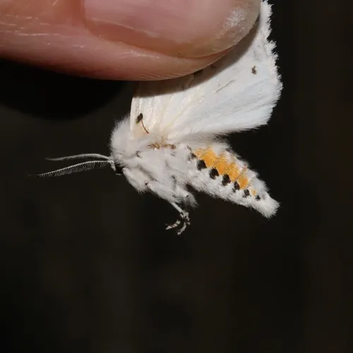 Virginian Tiger Moth