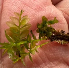 Wavy-leaf Moss thumbnail 4