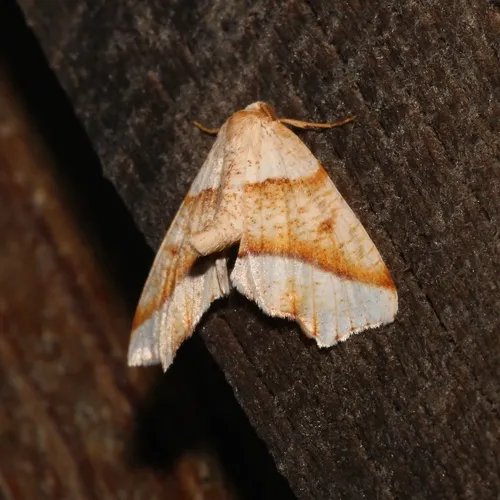 Hollow-spotted Plagodis Moth