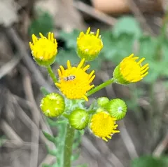 Prairie Groundsel thumbnail 3