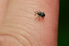 Balanobius salicivorus thumbnail 2