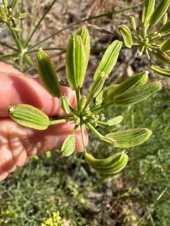 Yakama Biscuitroot thumbnail 2