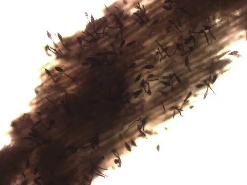 Sporidesmium altum