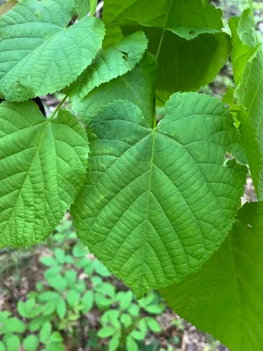 Bigleaf Linden