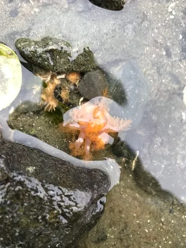 False White Sea Cucumber