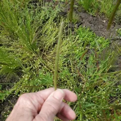 Meadow barley thumbnail 2