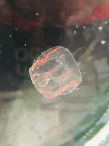 Dryodora glandiformis