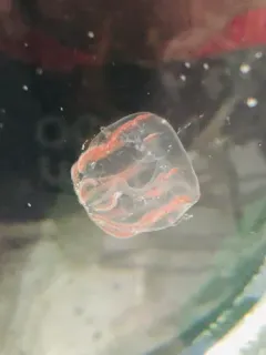 Dryodora glandiformis thumbnail 1