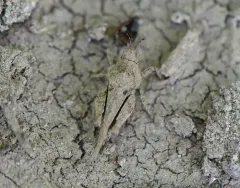 Obscure Grouse Locust thumbnail 3