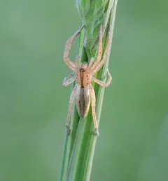 Arachosia cubana thumbnail 4